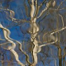 Sycamore ghost
